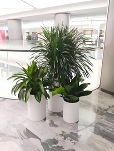 “海曙花木租摆大比拼，哪家才是你的心仪之选？验